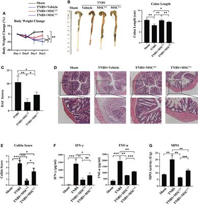 Intraperitoneally Delivered Mesenchymal Stem Cells Alleviate Experimental Colitis Through THBS1-Mediated Induction of IL-10-Competent Regulatory B Cells